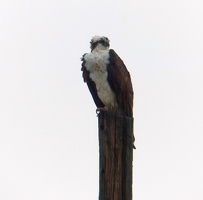 Osprey in rain